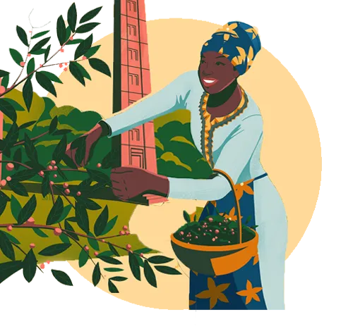 Ethiopian woman gathering coffee beans illustration
