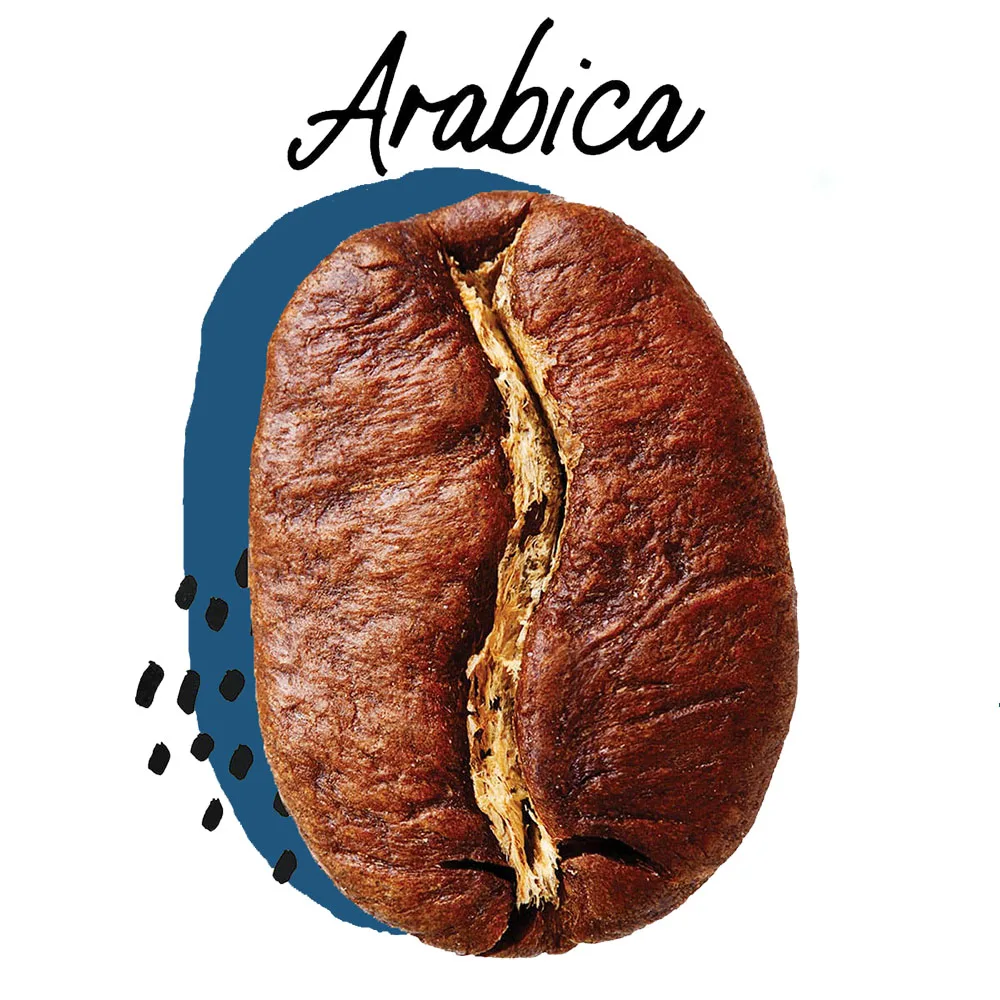 Arabica coffee bean