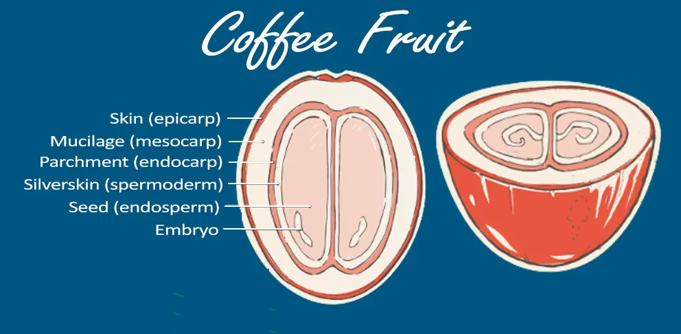 coffee fruit illustration