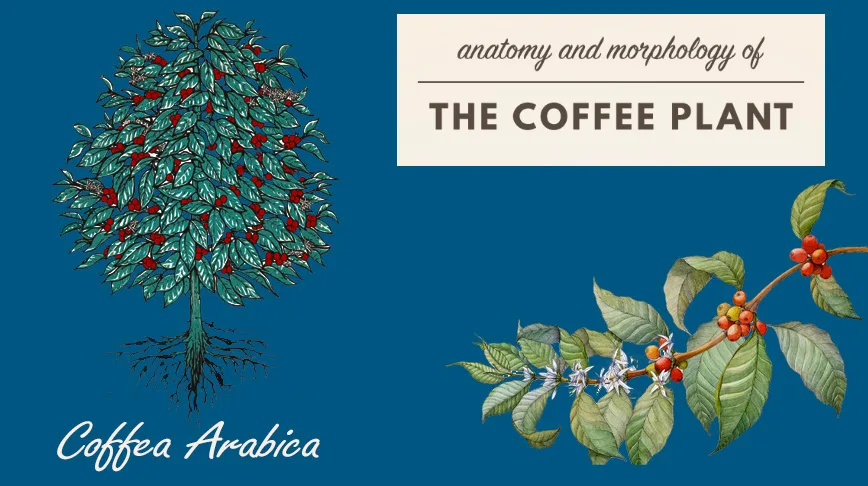 coffee plant anatomy iilustration