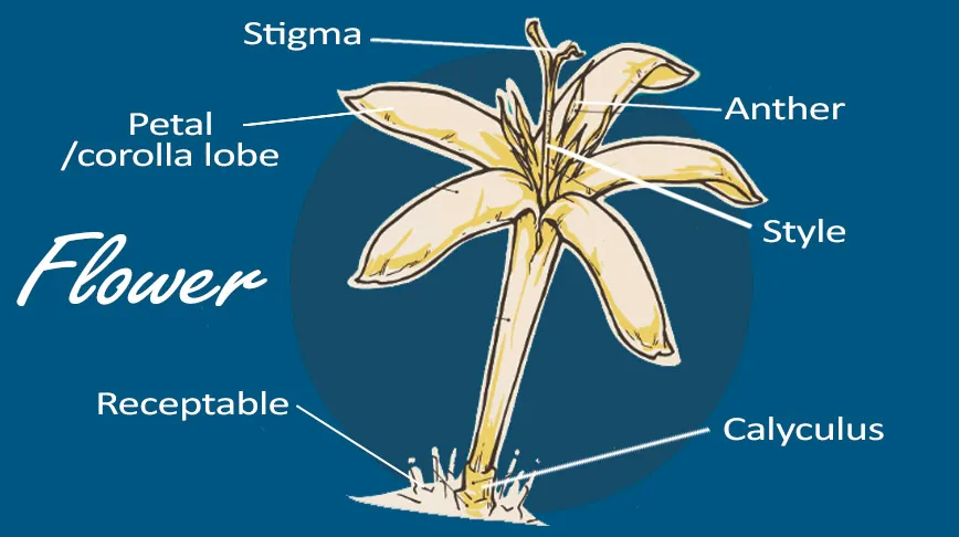 coffee plant flower illustrtion