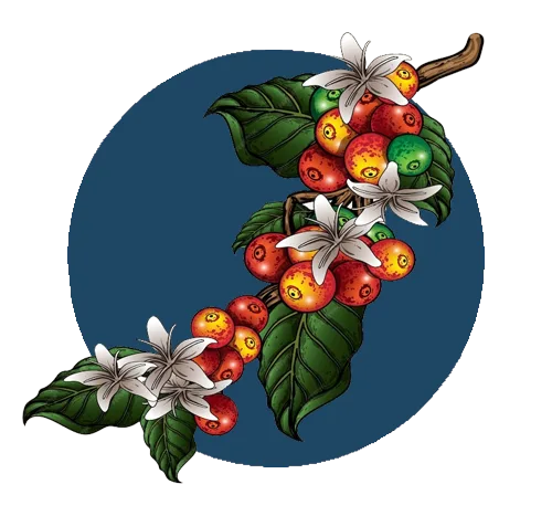 Coffee plant illustration