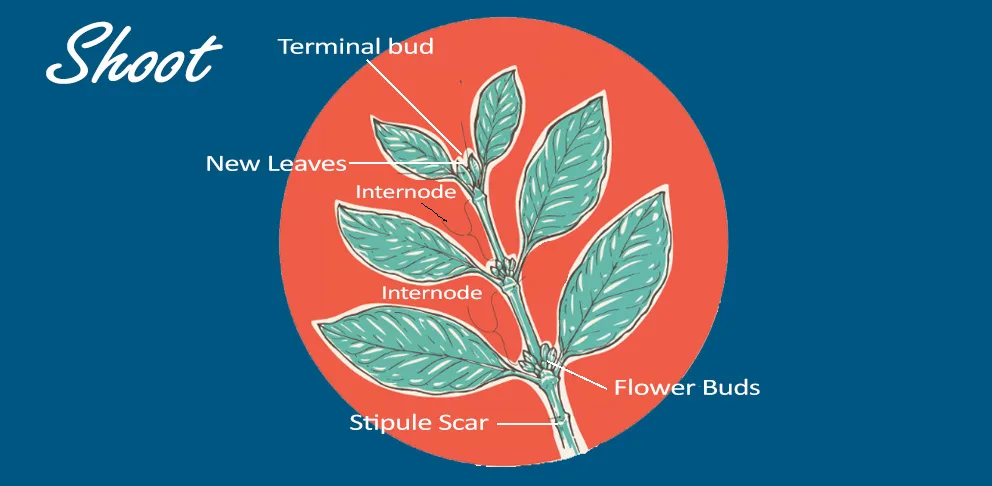 coffee plant leaves illustration