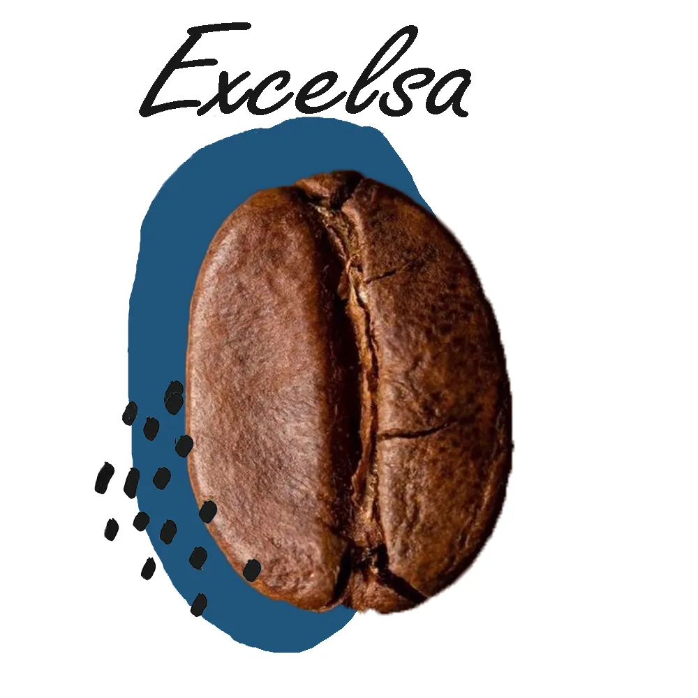 Excelsa coffee bean