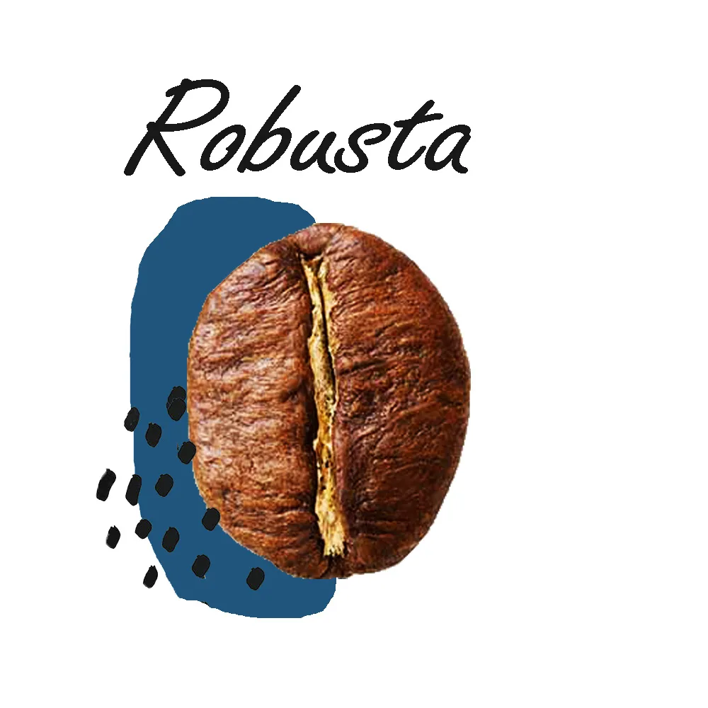 Robusta coffee bean